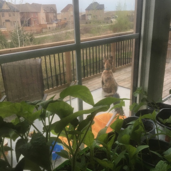 Meet your Posher, Elizabeth - Picture 11 of 16